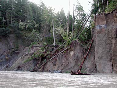 river edge showing eroded edge and fallen trees