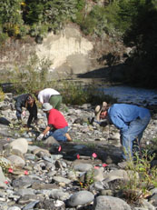 Planting willows in the riparian zone of the Van Duzen River, Fall of 2009