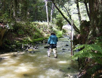 Measuring stream flow for calculating discharge at the Upper Cummings Creek Monitoring site. Photo by P. Trichilo.