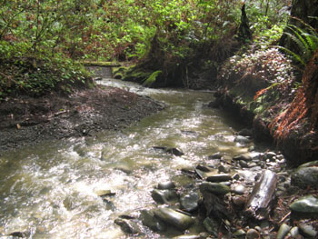 Looking upstream from the Flanigan Creek monitoring site. Photo by P. Trichilo.