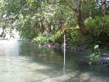 Site of a temperature data logger placed in the stream near MS Rainbow Bridge during the summer of 2008. Photo by P. Trichilo.